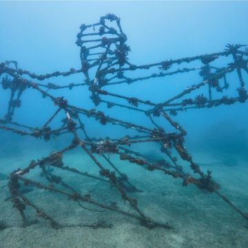 愛海護礁 永續共存 POYA寶雅攜手澎科大打造「太極意象園區」